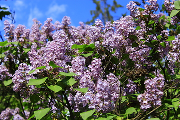 Image showing spring blooming lilac