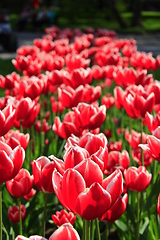 Image showing red tulips on the flower-bed