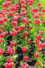 Image showing red tulips on the flower-bed