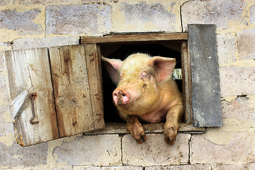 Image showing pig looks out from window of shed