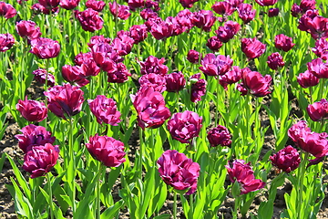 Image showing lilac tulips on the flower-bed