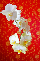 Image showing pink orchids on the background of luxurious wallpaper