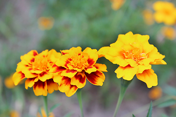 Image showing beautiful flowers of marigolds