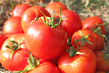 Image showing rich yield of red tomatoes 