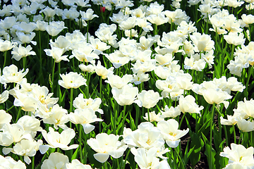 Image showing white tulips on the flower-bed