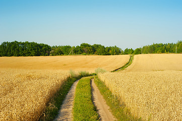 Image showing Landscape road wheat field Ukraine