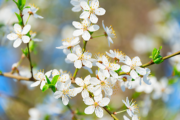 Image showing Blossom flowers  branch apricot springtime