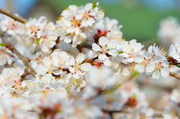 Image showing Bud blossom flowers branch tree