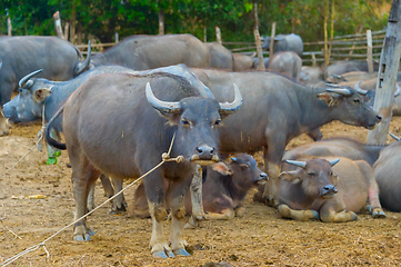 Image showing Livestock, herd of buffalo, Tahiland