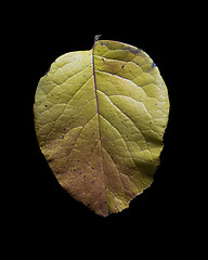 Image showing Autumn Leaf