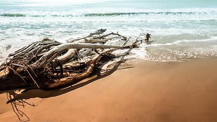 Image showing dead tree at the beach of Moeraki New Zealand