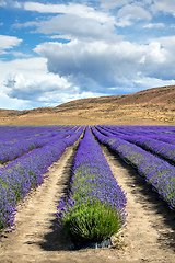 Image showing lavender field in New Zealand