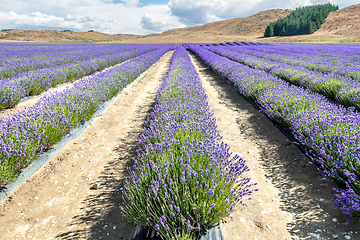 Image showing lavender field in New Zealand