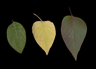 Image showing Three Leaves