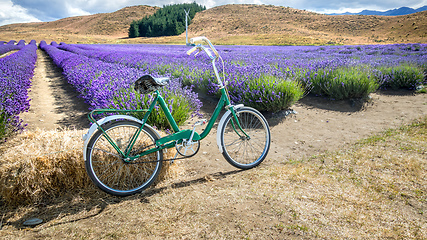 Image showing lavender field in New Zealand