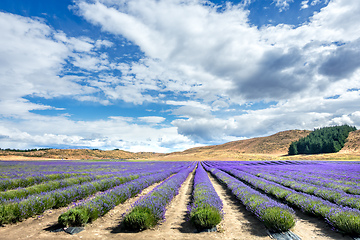 Image showing lavender field in New Zealand