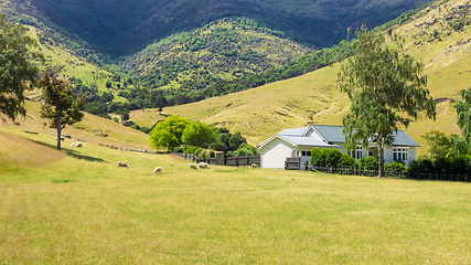 Image showing house with sheep in New Zealand
