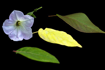 Image showing Foliage