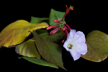 Image showing Pile Of Leaves