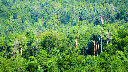 Image showing black forest aerial view detail