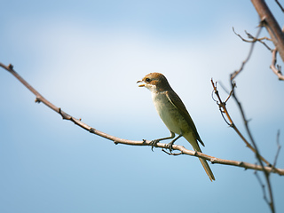 Image showing female Red-backed shrike