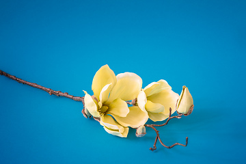 Image showing some yellow magnolia flowers on turquoise background