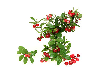 Image showing Cowberry