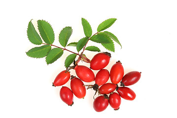 Image showing Hawthorn fruits