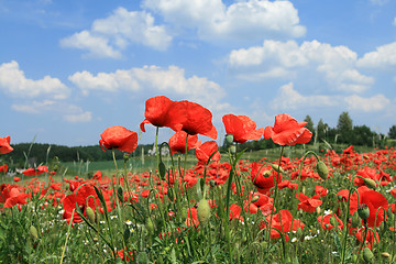 Image showing Poppy