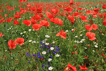 Image showing Poppy