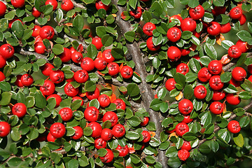 Image showing Cotoneaster