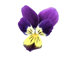 Image showing purple pansy design