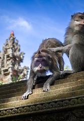 Image showing Monkeys on a temple roof in the Monkey Forest, Ubud, Bali, Indon