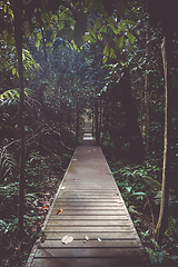 Image showing Wooden path in Taman Negara national park, Malaysia