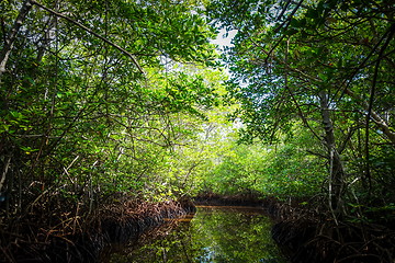 Image showing Mangrove in Nusa Lembongan island, Bali, Indonesia