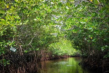 Image showing Mangrove in Nusa Lembongan island, Bali, Indonesia