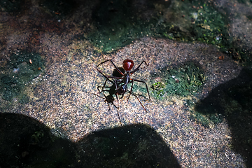 Image showing Big ant, Taman Negara national park, Malaysia