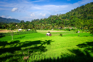 Image showing Green paddy fields, Sidemen, Bali, Indonesia