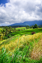 Image showing Jatiluwih paddy field rice terraces, Bali, Indonesia