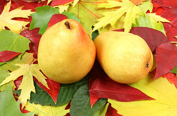 Image showing Pears