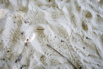 Image showing Turtle baby footprints on a tropical beach