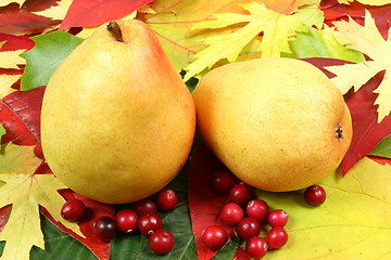 Image showing Autumn fruits