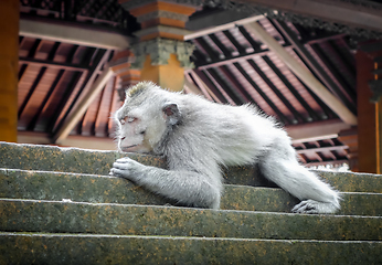 Image showing Monkey sleeping on a temple roof in the Monkey Forest, Ubud, Bal