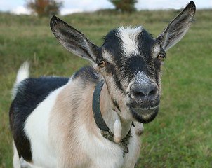 Image showing Goat looking