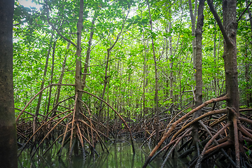Image showing Mangrove in Phang Nga Bay, Thailand