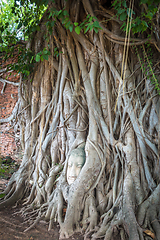 Image showing Buddha Head in Tree Roots, Wat Mahathat, Ayutthaya, Thailand