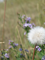 Image showing wild flowers in a field