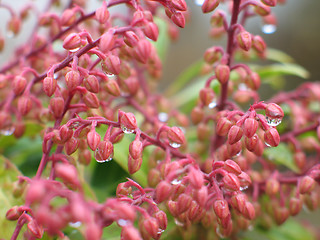 Image showing pink flowers with rain drops