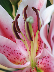 Image showing pink flower extreme close up