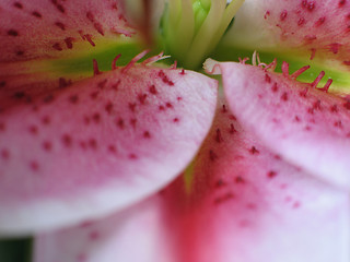 Image showing pink flower extreme close up